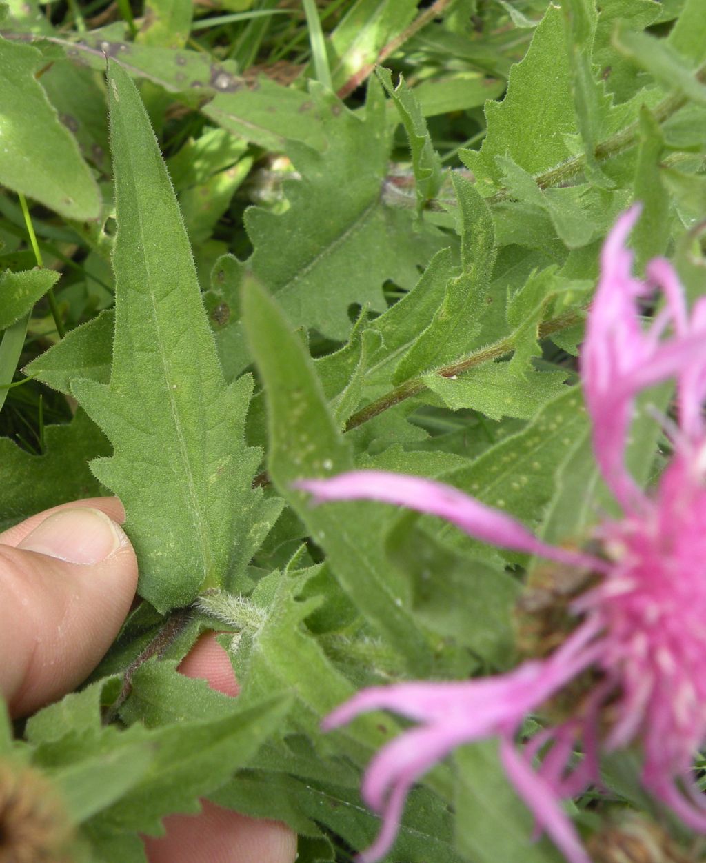Centaurea nervosa